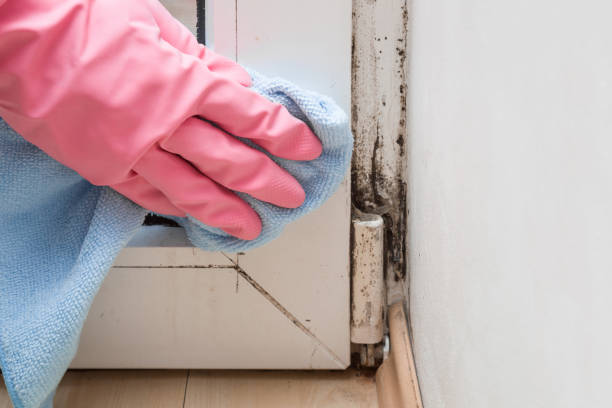 Mold Removal Process in Fort Mill, SC
