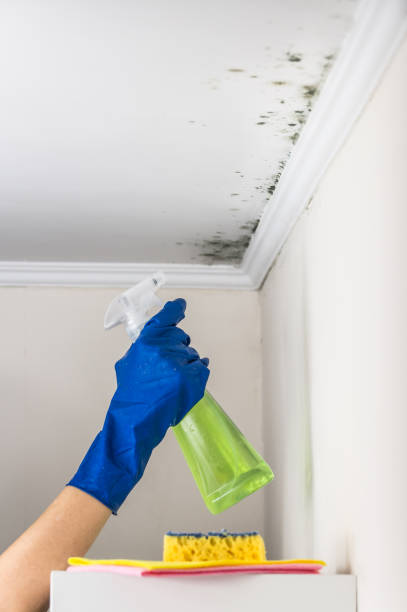 Best Residential Mold Removal  in Fort Mill, SC